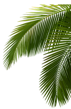 Palm Leaf